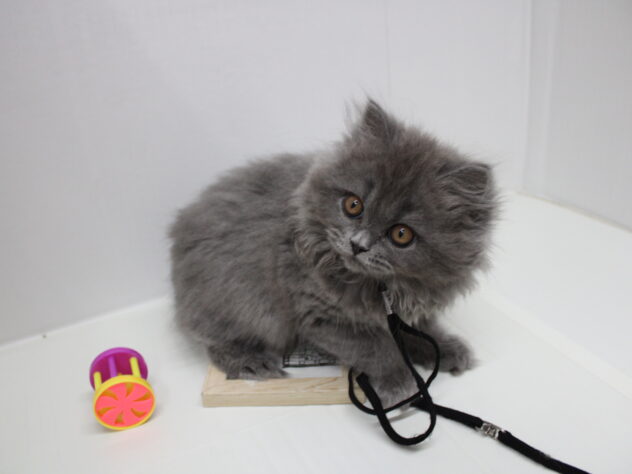 兵庫県のブリティッシュロングヘアー (ペット・プラザ アミーゴ明石魚住店/2025年5月12日生まれ/女の子/ブルー)の子猫の3枚目の画像