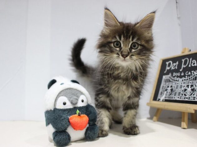 兵庫県のメインクーン (ペット・プラザ アミーゴつかしん店/2025年8月31日生まれ/男の子/ブラウンタビー)の子猫の1枚目の画像