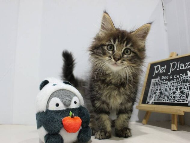 兵庫県のメインクーン (ペット・プラザ アミーゴつかしん店/2025年8月31日生まれ/男の子/ブラウンタビー)の子猫の2枚目の画像