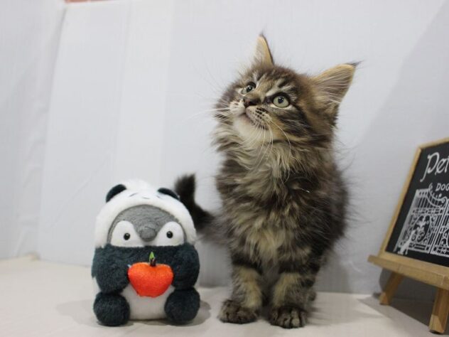 兵庫県のメインクーン (ペット・プラザ アミーゴつかしん店/2025年8月31日生まれ/男の子/ブラウンタビー)の子猫の3枚目の画像