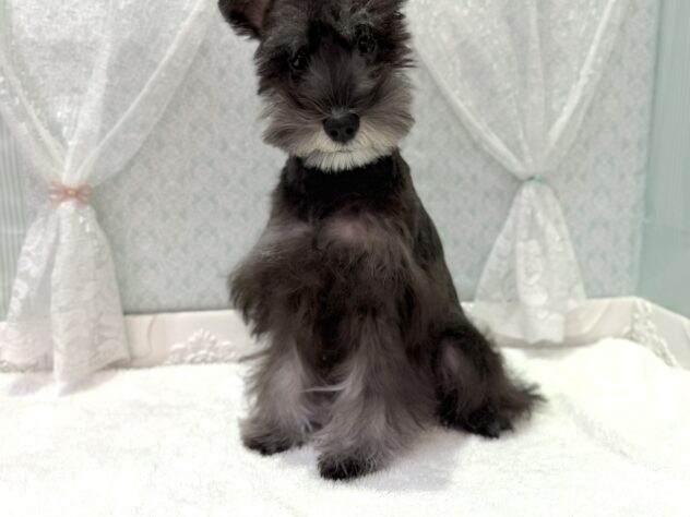 福島県のミニチュアシュナウザー (アミーゴ本宮店/2025年4月28日生まれ/女の子/ソルトペッパー)の子犬