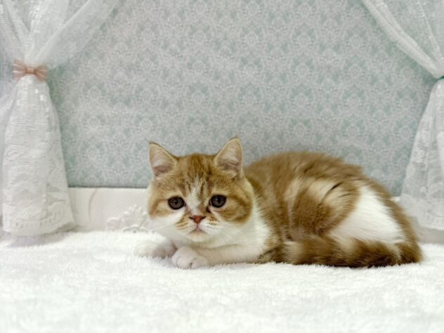 福島県のミヌエット (アミーゴ本宮店/2025年7月5日生まれ/女の子/レッドタビー)の子猫