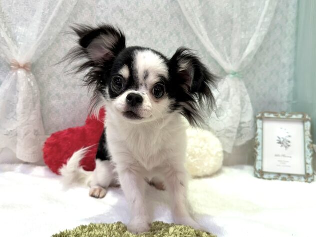 福島県のチワワ(ロング) (アミーゴ本宮店/2025年3月9日生まれ/女の子/ホワイトブラックタン)の子犬