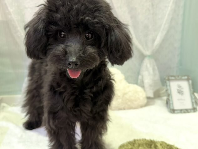 福島県のトイプードル(トイ) (アミーゴ本宮店/2025年3月17日生まれ/女の子/ブラック)の子犬