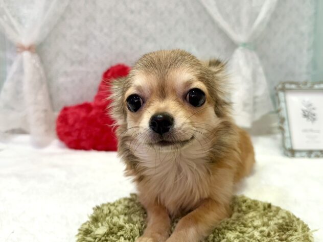 福島県のチワワ(ロング) (アミーゴ本宮店/2025年4月14日生まれ/女の子/フォーンホワイト)の子犬