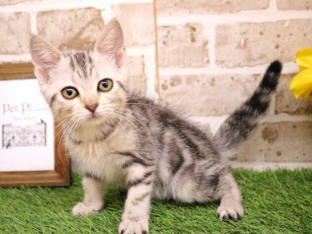 兵庫県のアメリカンショートヘアー (ペット・プラザ アミーゴ神戸西店/2025年8月23日生まれ/女の子/シルバータビー)の子猫の1枚目の画像