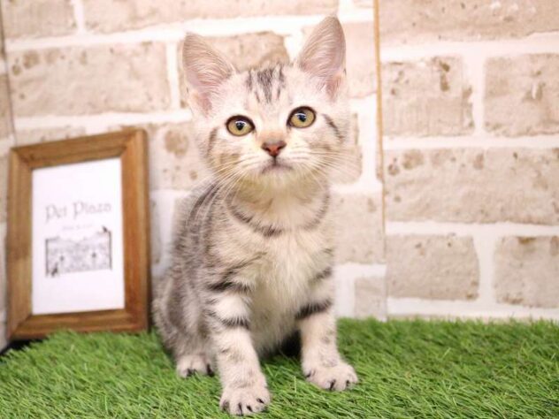 兵庫県のアメリカンショートヘアー (ペット・プラザ アミーゴ神戸西店/2025年8月23日生まれ/女の子/シルバータビー)の子猫の2枚目の画像