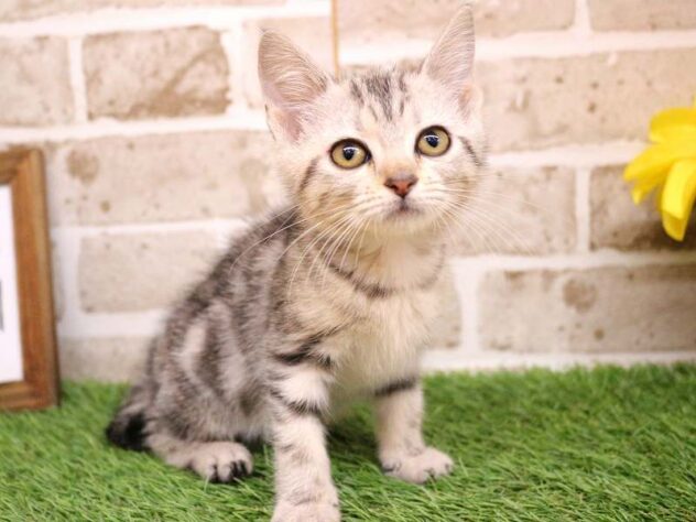 兵庫県のアメリカンショートヘアー (ペット・プラザ アミーゴ神戸西店/2025年8月23日生まれ/女の子/シルバータビー)の子猫の3枚目の画像