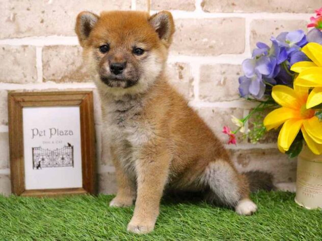 兵庫県の柴犬(標準サイズ) (ペット・プラザ アミーゴ神戸西店/2025年9月1日生まれ/女の子/赤)の子犬の2枚目の画像