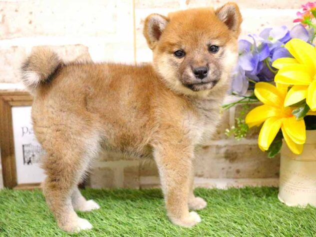 兵庫県の柴犬(標準サイズ) (ペット・プラザ アミーゴ神戸西店/2025年9月1日生まれ/女の子/赤)の子犬の3枚目の画像