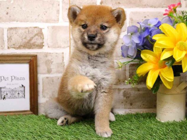 兵庫県の柴犬(標準サイズ) (ペット・プラザ アミーゴ神戸西店/2025年9月1日生まれ/女の子/赤)の子犬の4枚目の画像