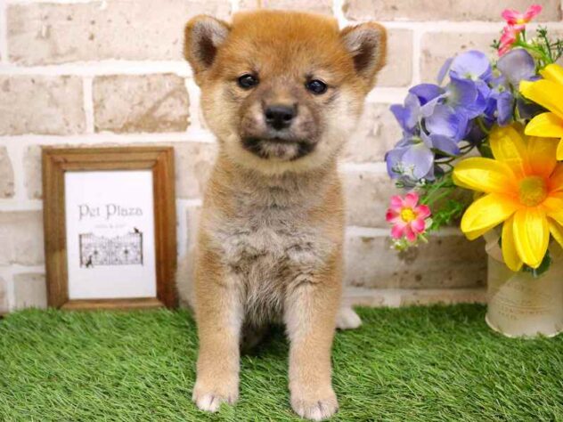 兵庫県の柴犬(標準サイズ) (ペット・プラザ アミーゴ神戸西店/2025年9月1日生まれ/女の子/赤)の子犬の1枚目の画像