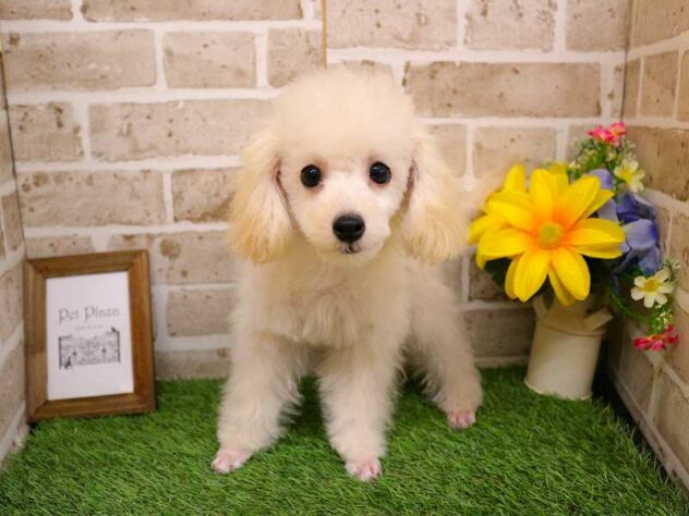 兵庫県のトイプードル(トイ) (ペット・プラザ アミーゴ神戸西店/2025年6月30日生まれ/女の子/ホワイト)の子犬の1枚目の画像