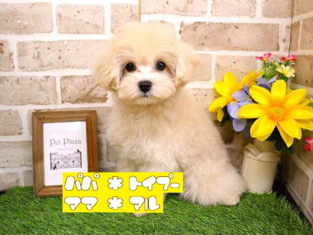 兵庫県のマルプー(マルチーズ×プードル) (ペット・プラザ アミーゴ神戸西店/2025年7月24日生まれ/男の子/クリーム)の子犬の1枚目の画像