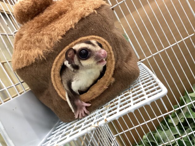 フクロモモンガ | ペットワールド アミーゴ