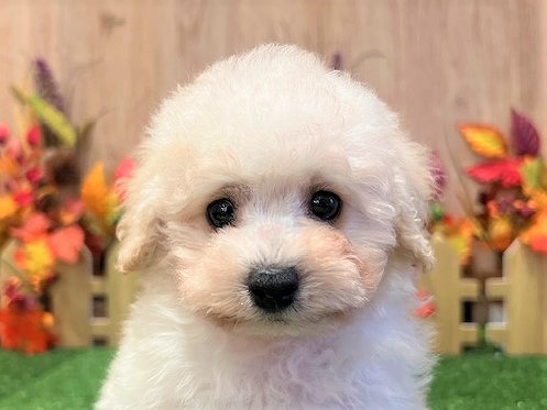 兵庫県のトイプードル(トイ) (アミーゴ伊丹店/2025年8月25日生まれ/女の子/ペールフォーン)の子犬の3枚目の画像