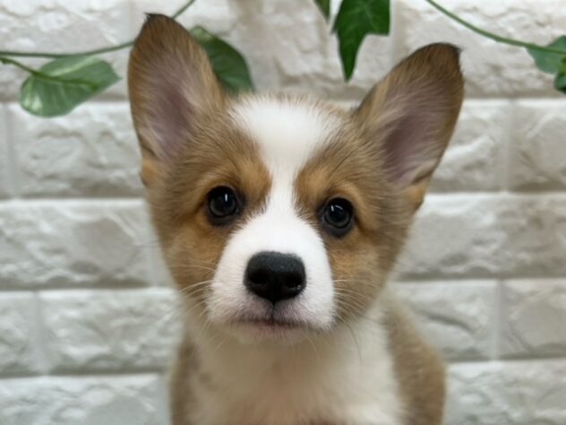 新潟県のウェルシュコーギーペンブローク (アミーゴ紫竹山店/2025年8月19日生まれ/女の子/レッドホワイト)の子犬の3枚目の画像