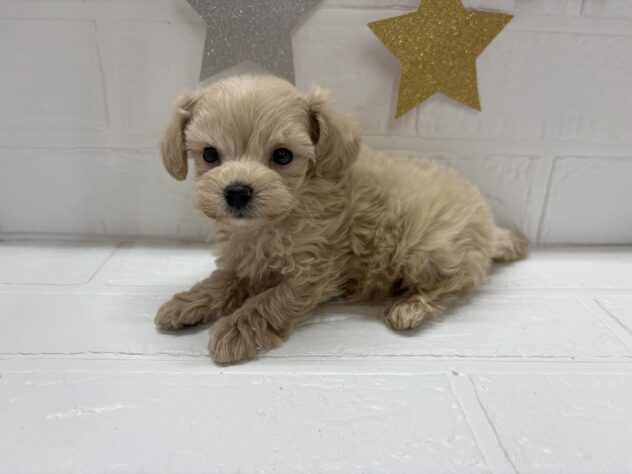 宮城県のハーフ犬・ミックス犬 (アミーゴ仙台富沢店/2025年8月25日生まれ/男の子/クリーム)の子犬