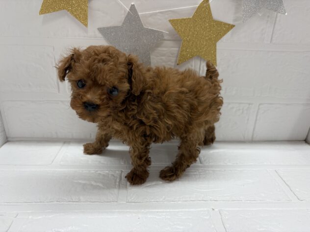 宮城県のトイプードル(トイ) (アミーゴ仙台富沢店/2025年8月26日生まれ/男の子/レッド)の子犬