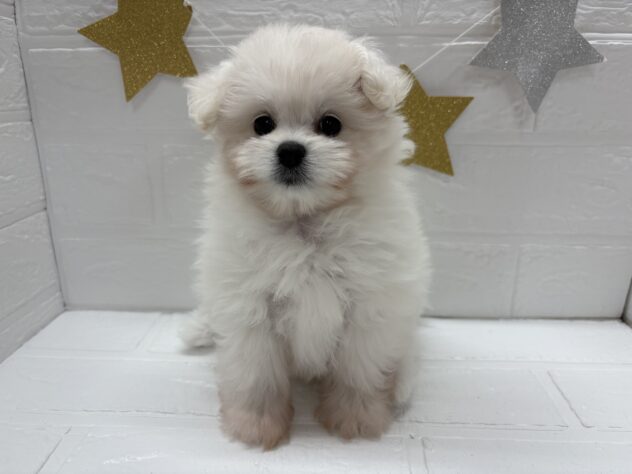 宮城県のハーフ犬・ミックス犬 (アミーゴ仙台富沢店/2025年8月26日生まれ/女の子/ホワイト)の子犬