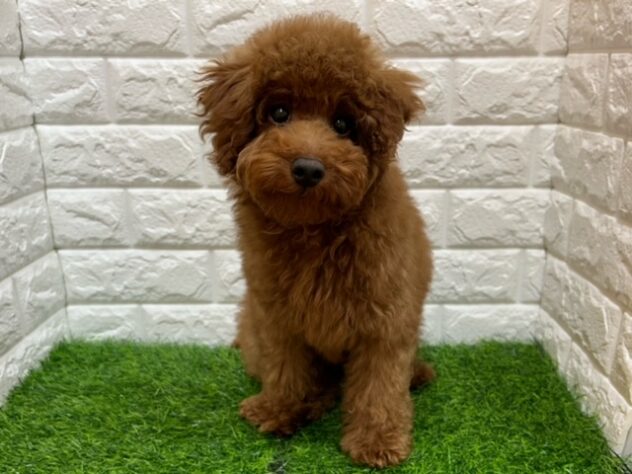 新潟県のトイプードル(トイ) (アミーゴ紫竹山店/2025年8月29日生まれ/男の子/レッド)の子犬の1枚目の画像