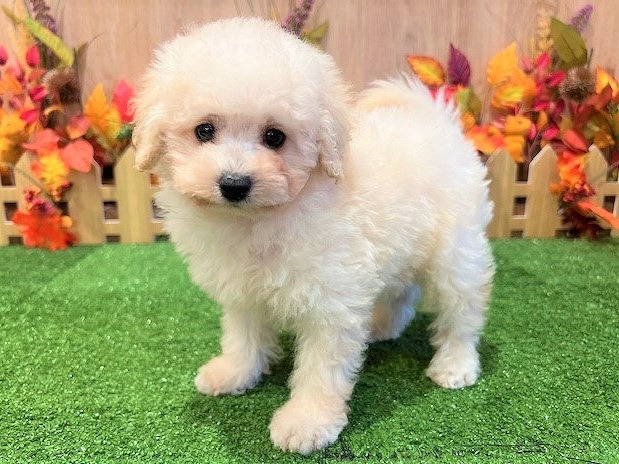 兵庫県のトイプードル(トイ) (アミーゴ伊丹店/2025年8月25日生まれ/女の子/ペールフォーン)の子犬の2枚目の画像