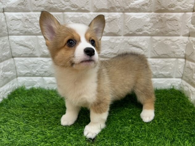 新潟県のウェルシュコーギーペンブローク (アミーゴ紫竹山店/2025年8月19日生まれ/女の子/レッドホワイト)の子犬の1枚目の画像