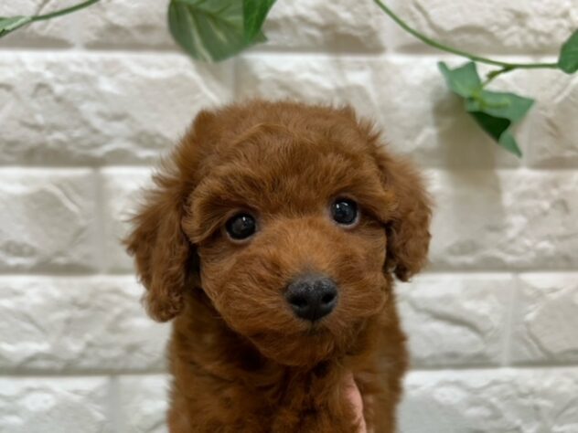 新潟県のトイプードル(トイ) (アミーゴ紫竹山店/2025年8月29日生まれ/女の子/レッド)の子犬の3枚目の画像
