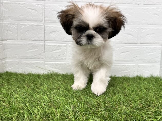 新潟県のシーズー (アミーゴ新潟小新店/2025年7月28日生まれ/男の子/ホワイトゴールド)の子犬