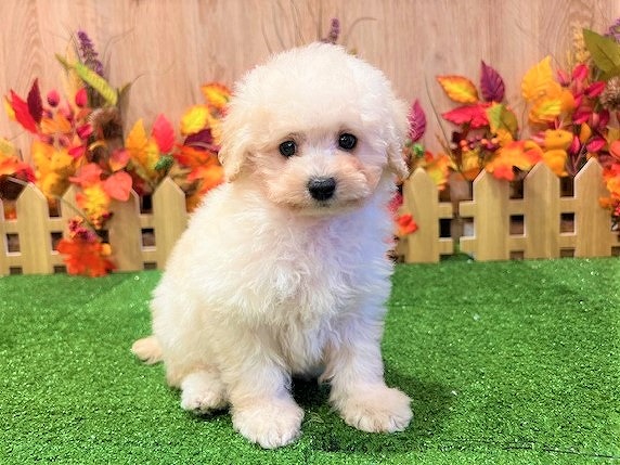 兵庫県のトイプードル(トイ) (アミーゴ伊丹店/2025年8月25日生まれ/女の子/ペールフォーン)の子犬の1枚目の画像