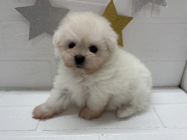 宮城県のハーフ犬・ミックス犬 (アミーゴ仙台富沢店/2025年8月26日生まれ/女の子/ホワイト)の子犬