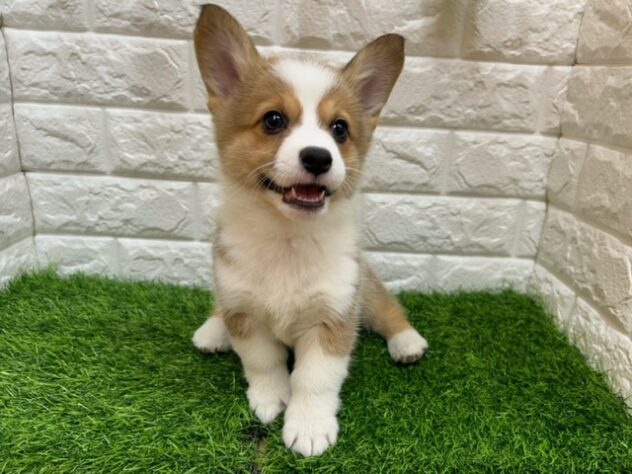 新潟県のウェルシュコーギーペンブローク (アミーゴ紫竹山店/2025年8月19日生まれ/女の子/レッドホワイト)の子犬の2枚目の画像