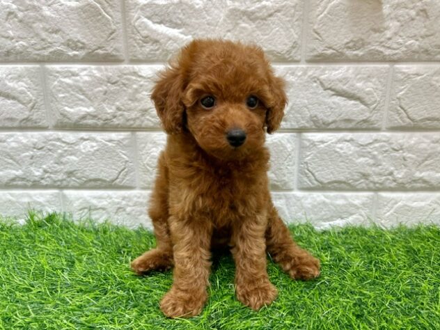 新潟県のトイプードル(トイ) (アミーゴ紫竹山店/2025年8月29日生まれ/女の子/レッド)の子犬の1枚目の画像