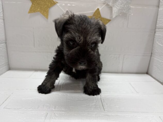 宮城県のミニチュアシュナウザー (アミーゴ仙台富沢店/2025年9月2日生まれ/女の子/ソルトペッパー)の子犬