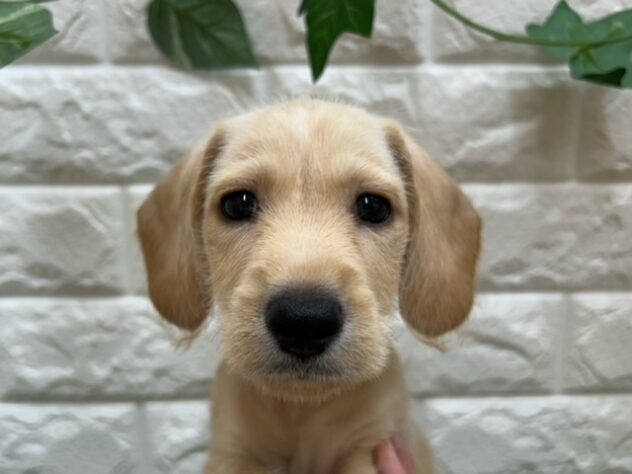 新潟県のハーフ犬・ミックス犬 (アミーゴ紫竹山店/2025年8月20日生まれ/男の子/クリーム)の子犬の3枚目の画像