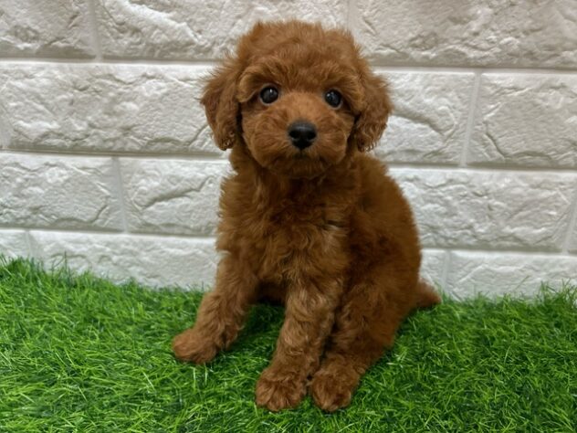 新潟県のトイプードル(トイ) (アミーゴ紫竹山店/2025年8月29日生まれ/女の子/レッド)の子犬の2枚目の画像