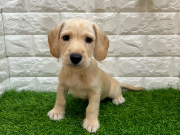 新潟県のハーフ犬・ミックス犬 (アミーゴ紫竹山店/2025年8月20日生まれ/男の子/クリーム)の子犬の1枚目の画像