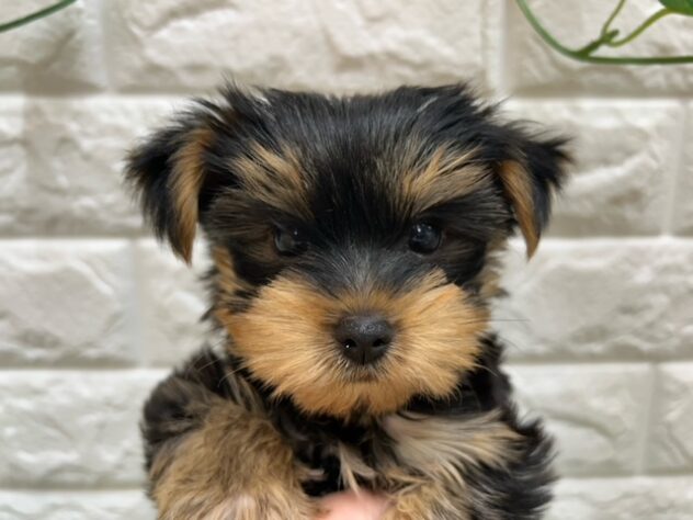 新潟県のヨークシャーテリア (アミーゴ紫竹山店/2025年9月15日生まれ/女の子/スチールブルータン)の子犬の4枚目の画像