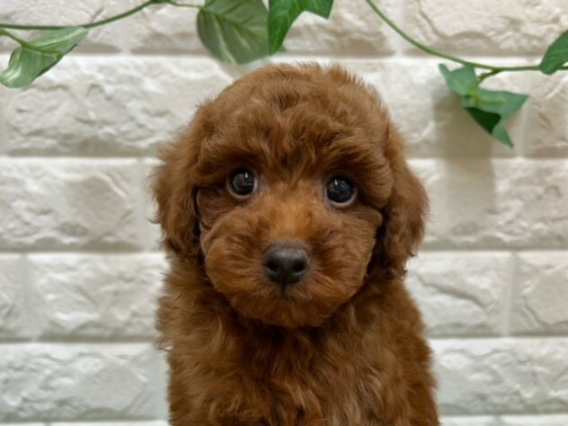 新潟県のトイプードル(トイ) (アミーゴ紫竹山店/2025年8月29日生まれ/男の子/レッド)の子犬の3枚目の画像