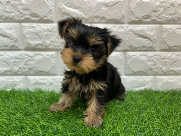 新潟県のヨークシャーテリア (アミーゴ紫竹山店/2025年9月15日生まれ/女の子/スチールブルータン)の子犬の2枚目の画像