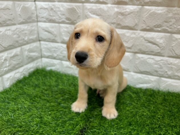 新潟県のハーフ犬・ミックス犬 (アミーゴ紫竹山店/2025年8月20日生まれ/男の子/クリーム)の子犬の2枚目の画像