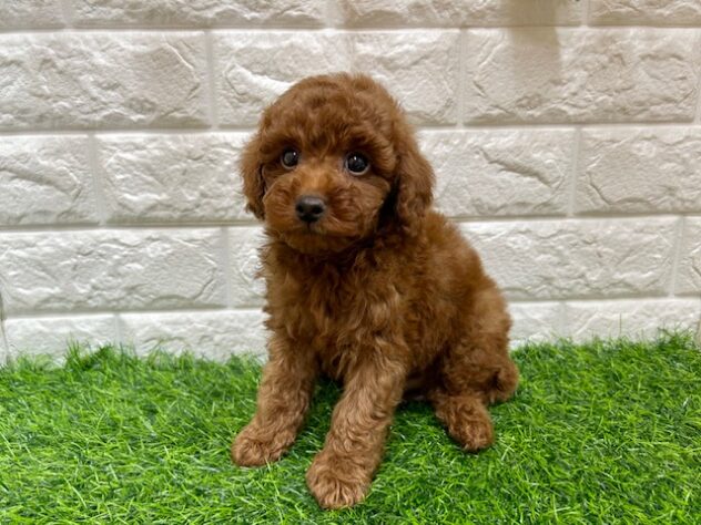 新潟県のトイプードル(トイ) (アミーゴ紫竹山店/2025年8月29日生まれ/男の子/レッド)の子犬の1枚目の画像