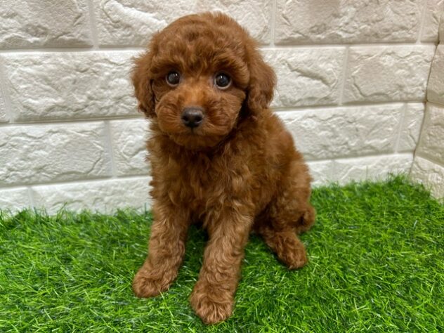 新潟県のトイプードル(トイ) (アミーゴ紫竹山店/2025年8月29日生まれ/男の子/レッド)の子犬の2枚目の画像