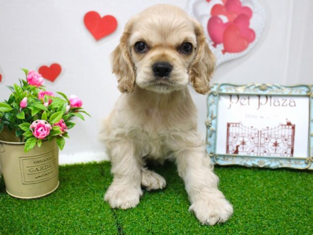 兵庫県のアメリカンコッカースパニエル (ペット・プラザ アミーゴ明石魚住店/2025年7月20日生まれ/女の子/バフ)の子犬の2枚目の画像