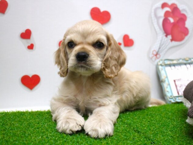 兵庫県のアメリカンコッカースパニエル (ペット・プラザ アミーゴ明石魚住店/2025年7月20日生まれ/女の子/バフ)の子犬の3枚目の画像