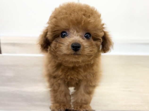 福島県のトイプードル(トイ) (アミーゴ郡山南店/2025年8月5日生まれ/女の子/レッド)の子犬