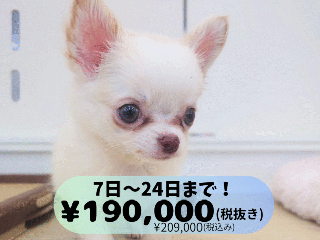 岡山県のチワワ(ロング) (アミーゴ中庄店/2025年8月29日生まれ/男の子/クリームホワイト)の子犬