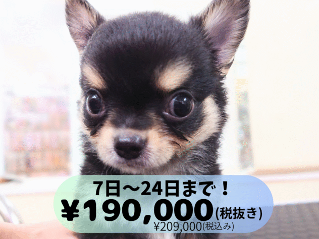 岡山県のチワワ(ロング) (アミーゴ中庄店/2025年8月18日生まれ/男の子/ブラックタンホワイト)の子犬の1枚目の画像