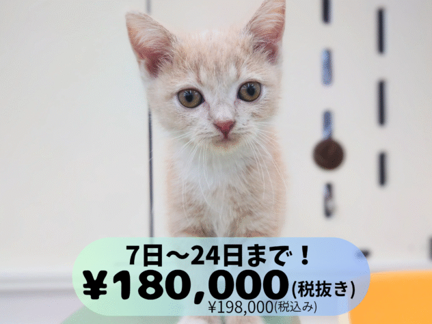 岡山県のスコティッシュフォールド (アミーゴ中庄店/2025年8月22日生まれ/女の子/クリームタビーホワイト)の子猫の1枚目の画像