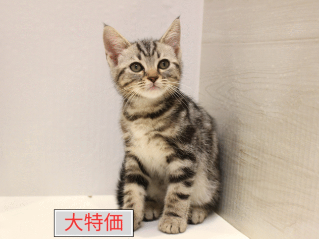 大阪府のアメリカンショートヘアー (ペット・プラザ アミーゴ箕面店/2025年8月23日生まれ/男の子/シルバータビー)の子猫の1枚目の画像